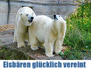 Wieder vereint – die Eisbären „Yoghi“ und „Giovanna“ geniessen Liebesglück zu zweit (Foto: Hellabrunn)